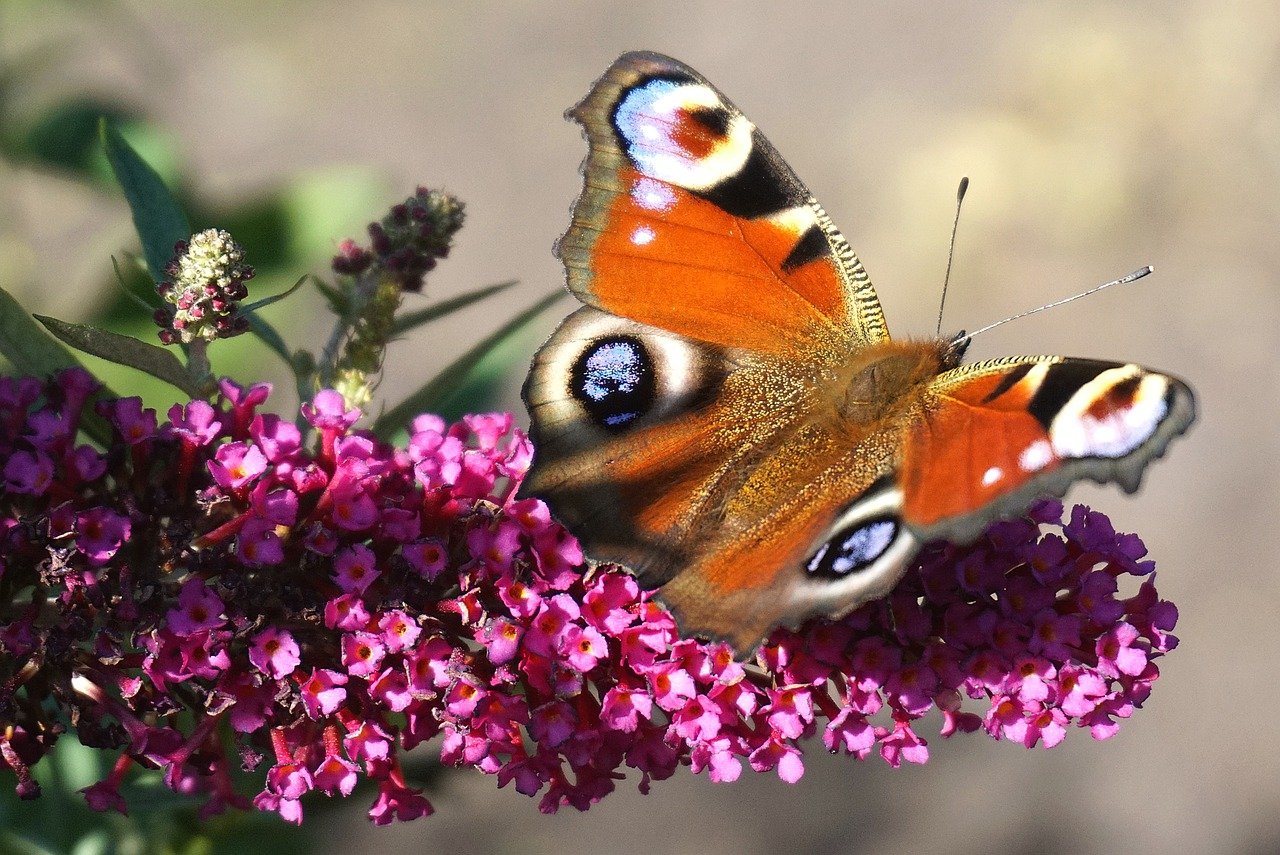 butterfly, flower, pollinate-7569691.jpg